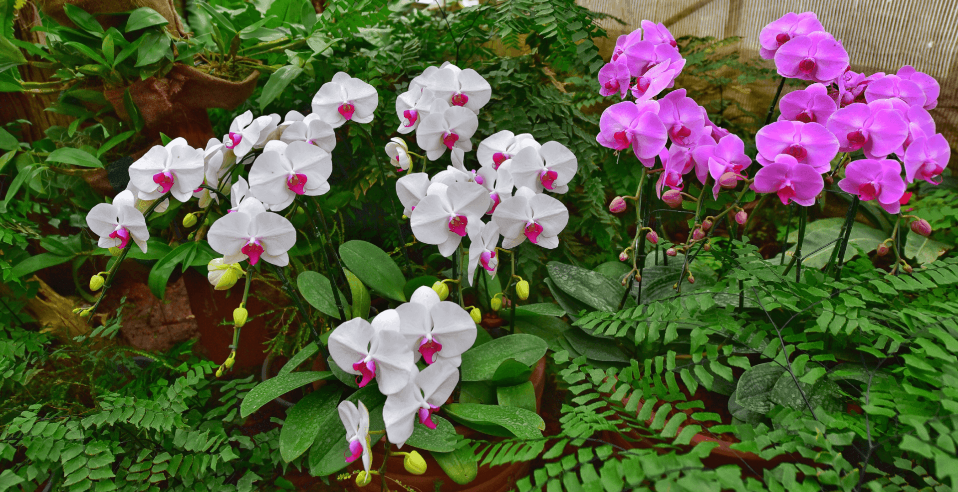 Case Emporium das Orquídeas 262